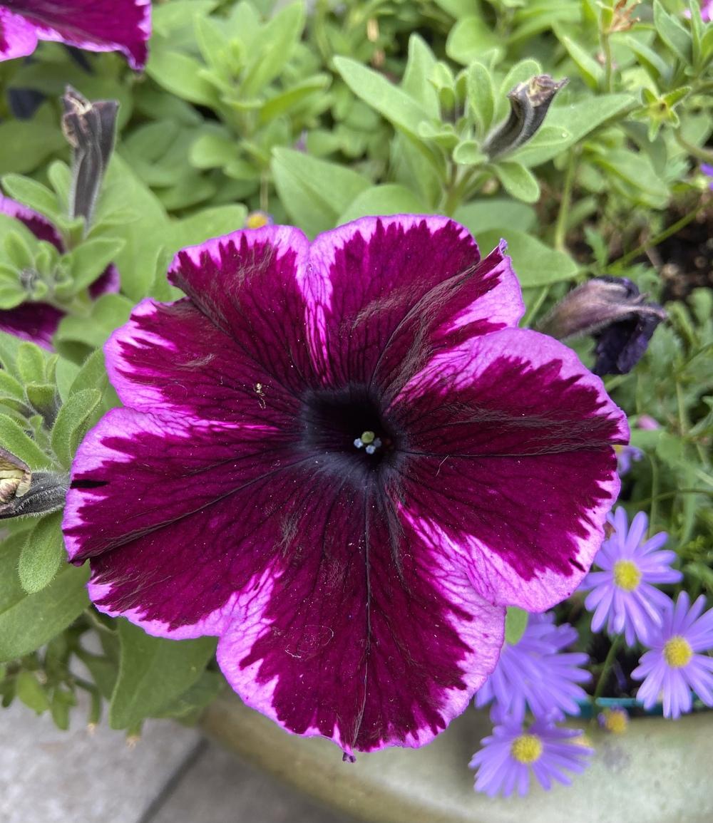 Photo of the bloom of Petunia Crazytunia® Cosmic Pink posted by Calif