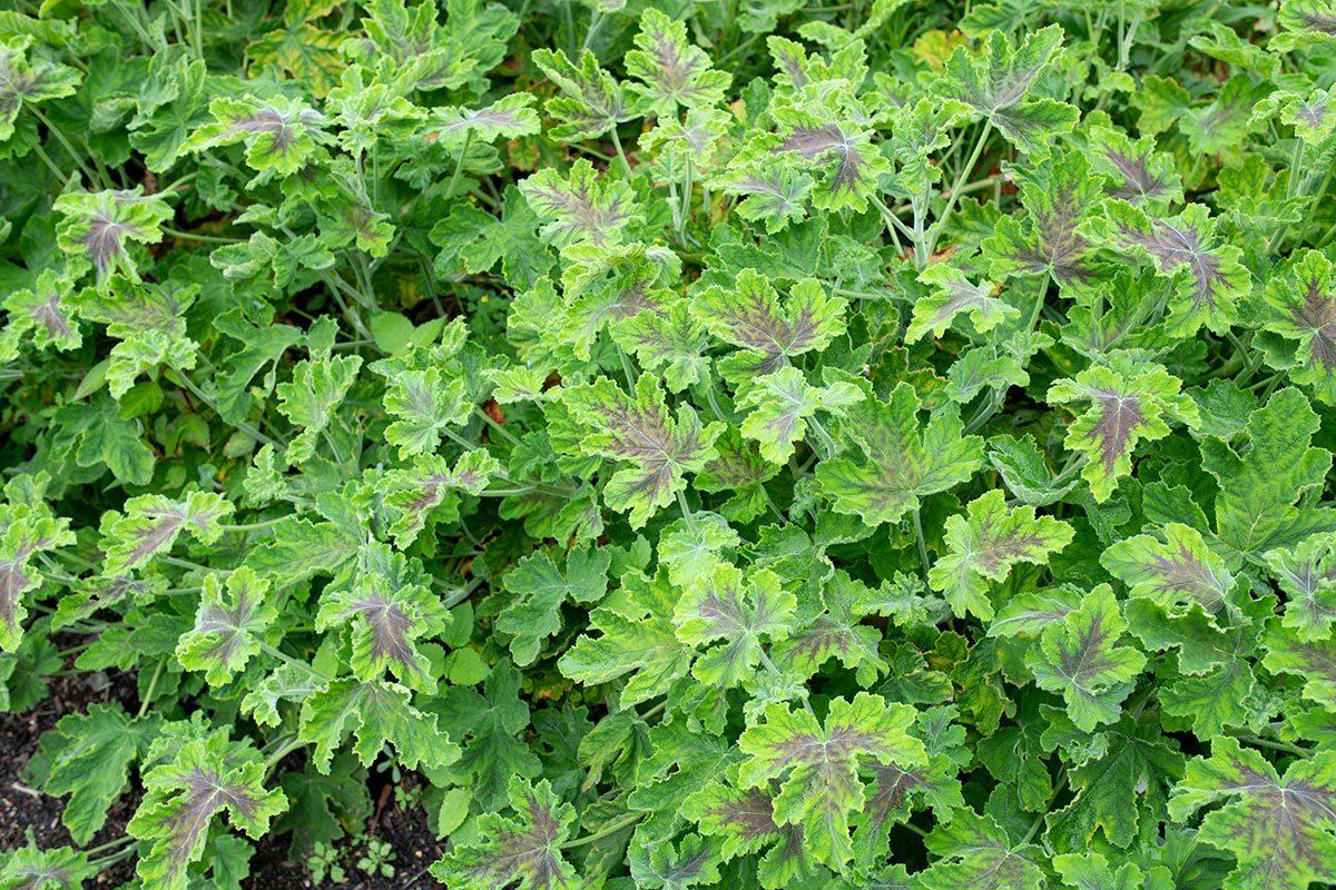 Photo of the leaves of PeppermintScented Geranium (Pelargonium