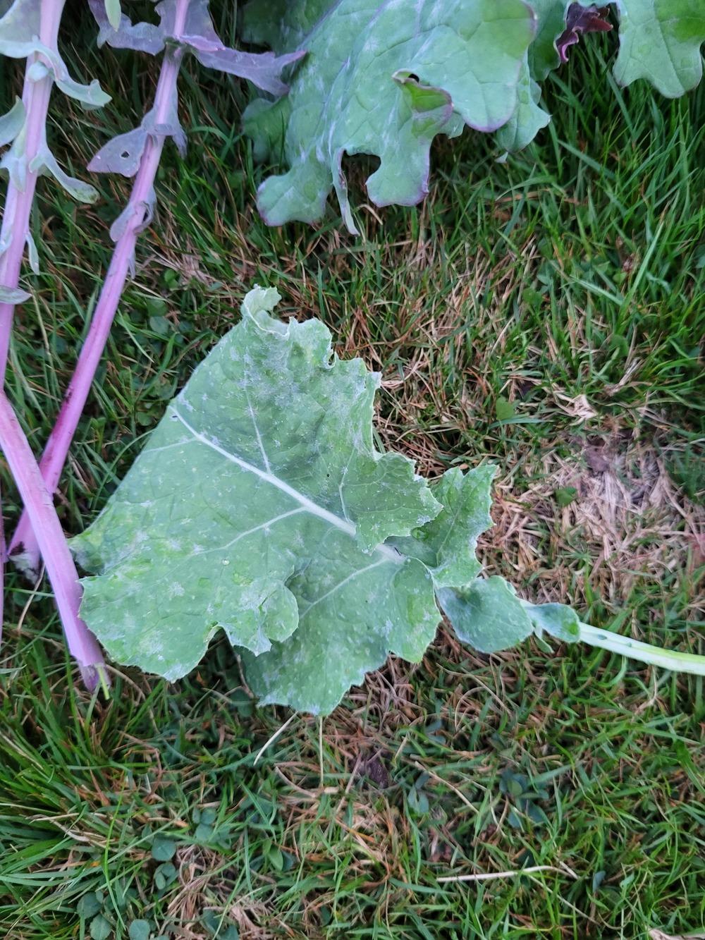 Powdery mildew on kale? in the Vegetables and Fruit forum