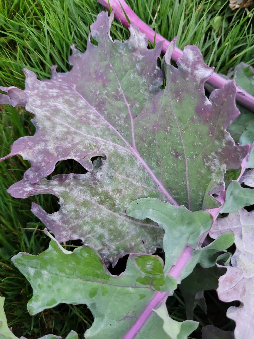 Powdery mildew on kale? in the Vegetables and Fruit forum