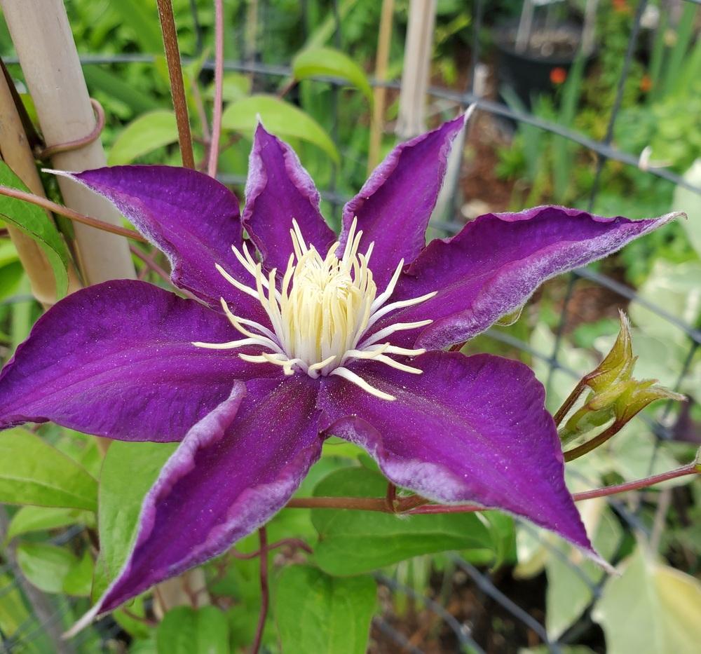 Photo of the bloom of Clematis 'Haku Ookan' posted by karmahappytoes