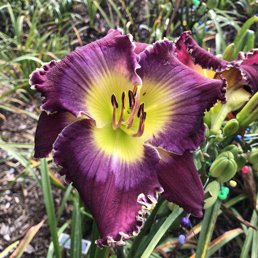 Photo of the bloom of Daylily (Hemerocallis 'Broken Chains') posted by