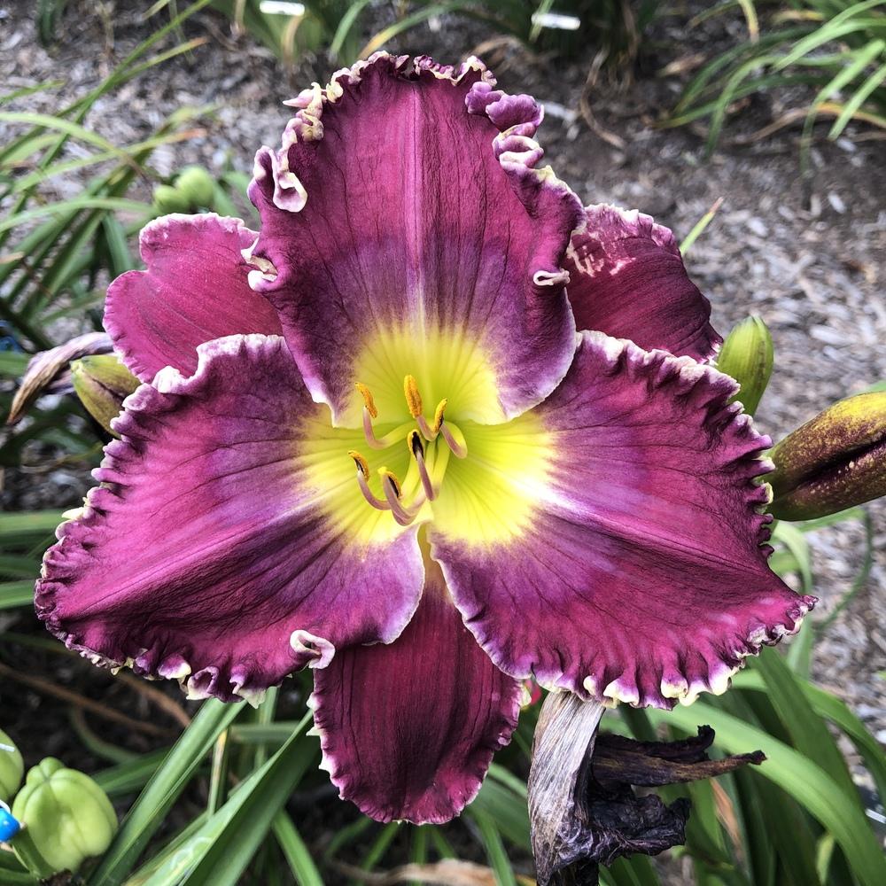 Daylily (Hemerocallis 'Broken Chains') in the Daylilies Database