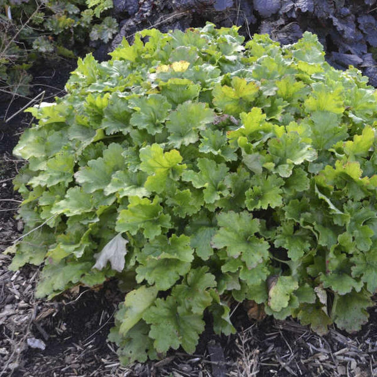 Photo of the leaves of Coral Bells (Heuchera 'Lemon Love') posted by