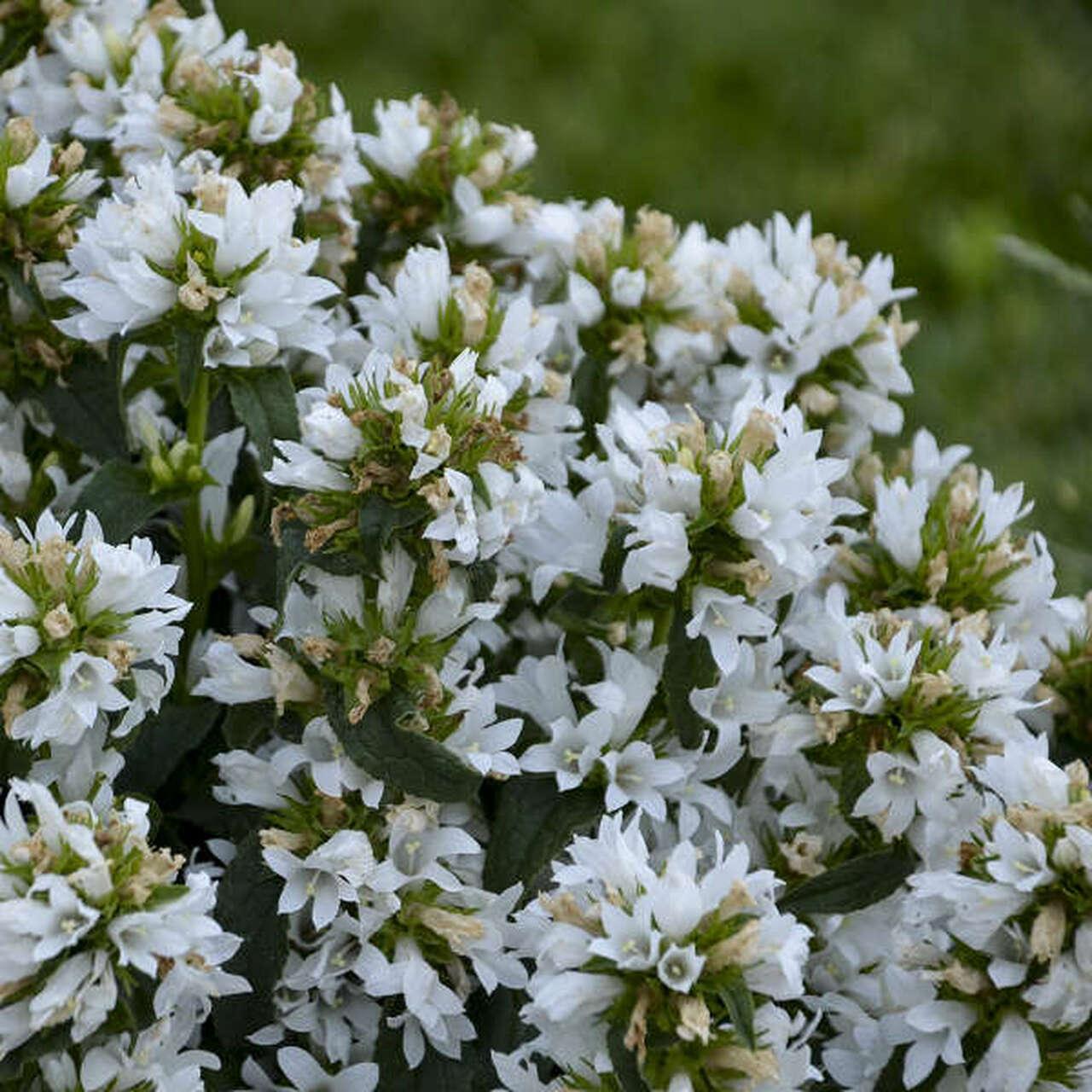 Photo of the bloom of Clustered Bellflower (Campanula glomerata 'Angel