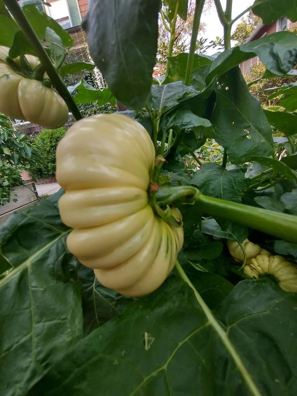 African Eggplant (Solanum aethiopicum 'N'Goyo')