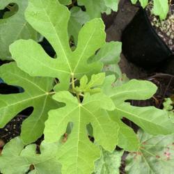 Common Fig (<i>Ficus carica</i> 'Marseilles')