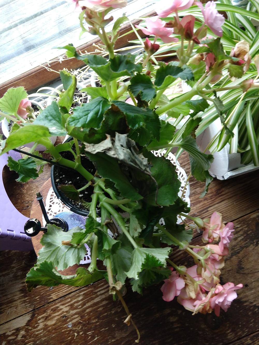 Begonia dying in the Ask a Question forum