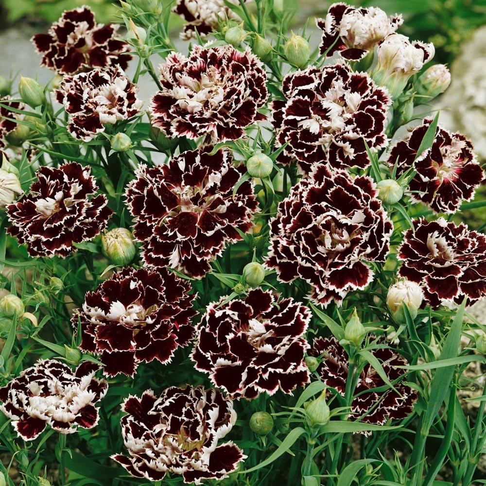 Photo of the entire plant of Dianthus (Dianthus chinensis 'Black and