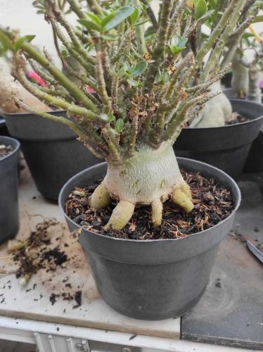 Adenium root training in the Adeniums forum - Garden.org