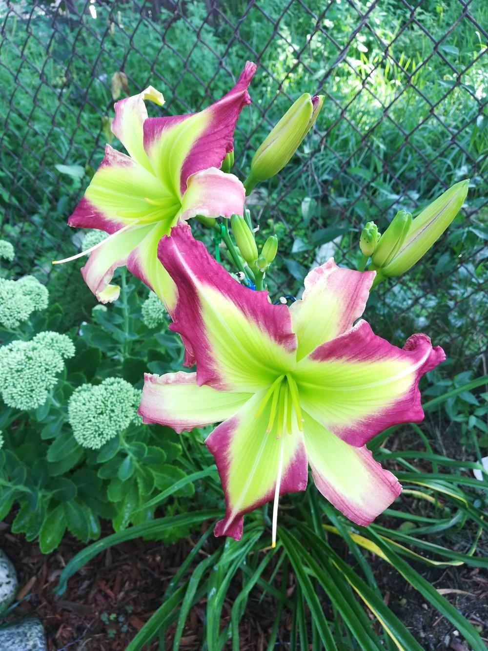Daylily (Hemerocallis 'Starburst Galaxy') in the Daylilies Database