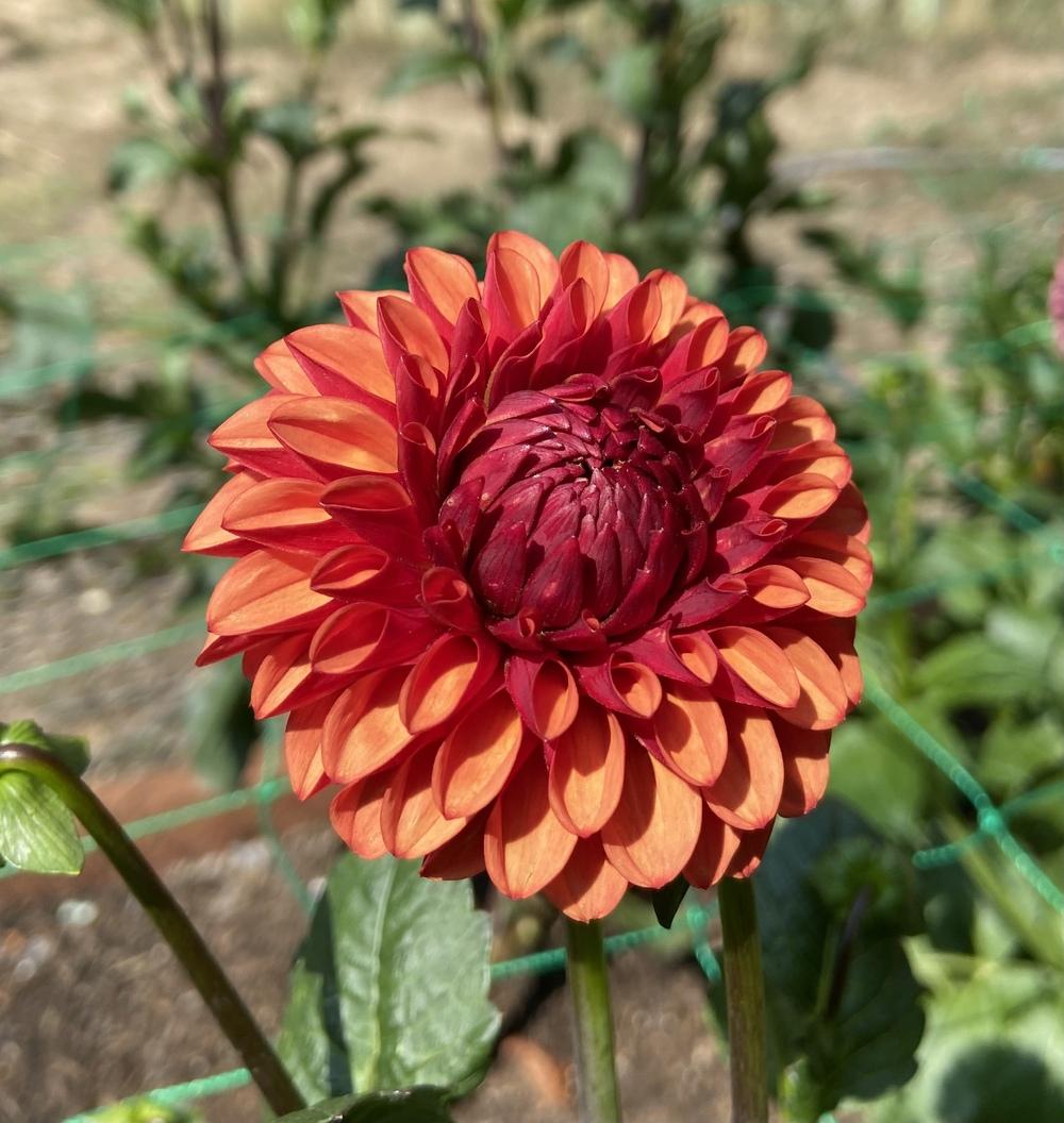 Photo of the bloom of Dahlia 'Brown Sugar' posted by Calif_Sue