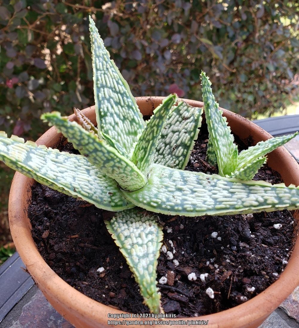 Aloe 'Mauna Loa' in the Aloes Database
