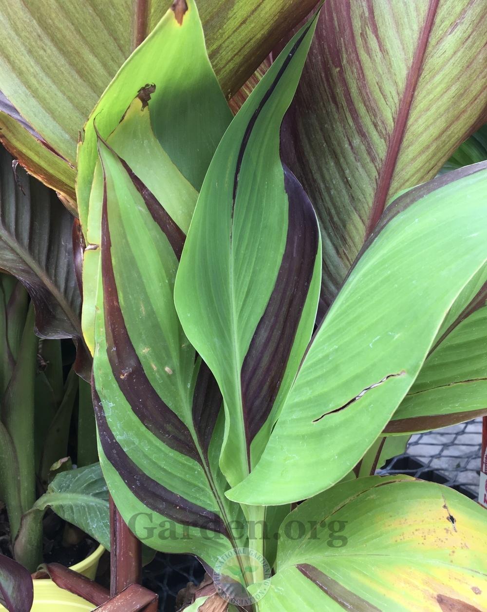 Canna Lily (Canna Sunscape™ Kaleidoscope) in the Cannas Database