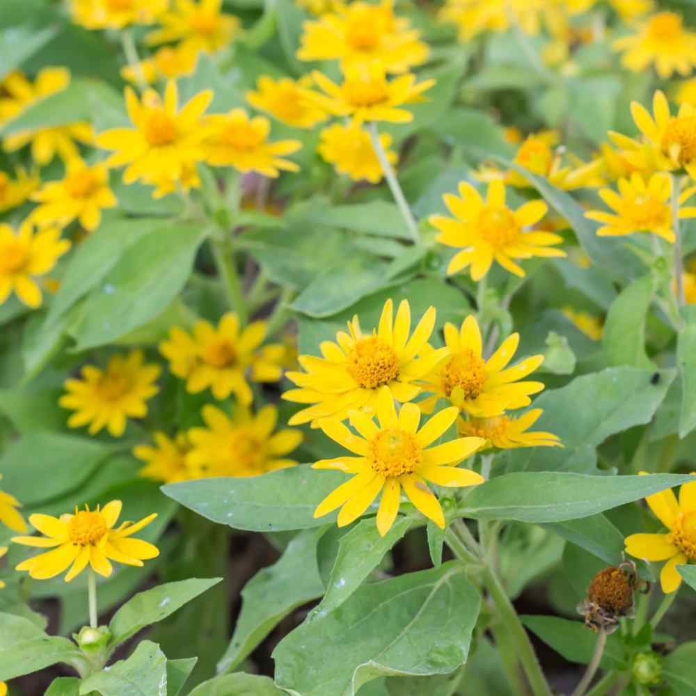 Photo of the entire plant of European Arnica (Arnica montana) posted by