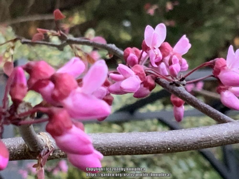 Western Redbud (Cercis occidentalis)
