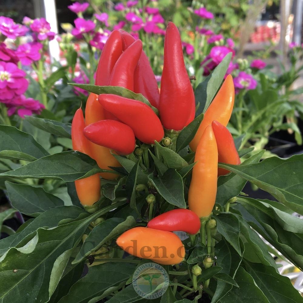 Ornamental Pepper (Capsicum annuum 'Joker') in the Peppers Database