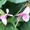 Courtesy Gardens in the Wood of Grassy Creek