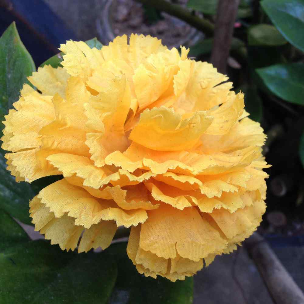 Carnation (Dianthus caryophyllus 'Chabaud Marie Yellow') in the