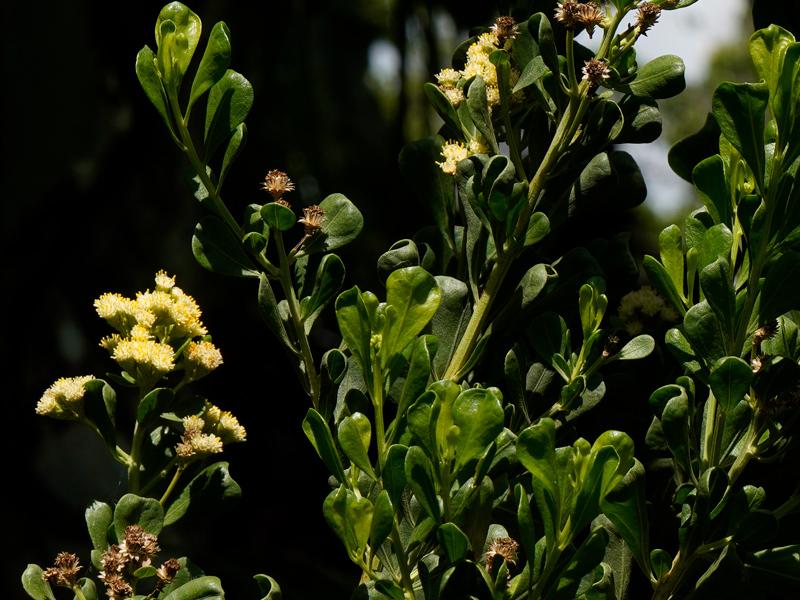 A large shrub growing in Miami in the Plant ID forum