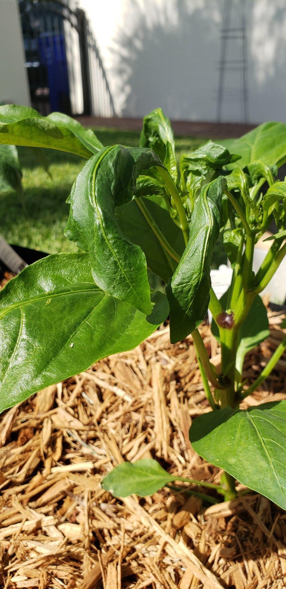 Chronic Pepper Leaf Curling Question in the Vegetables and Fruit forum