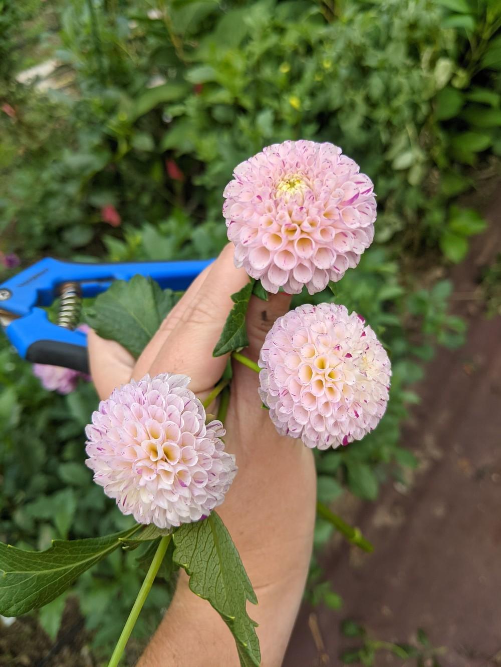 Dahlia 'Irish Speckles' in the Dahlias Database