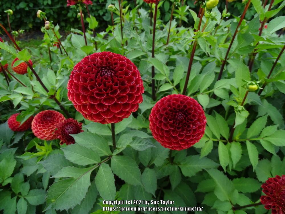Photo of the bloom of Dahlia 'Ryecroft Blackberry' posted by kniphofia