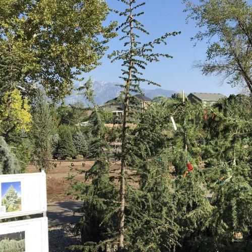 Cedrus libani var. brevifolia 'Treveron'