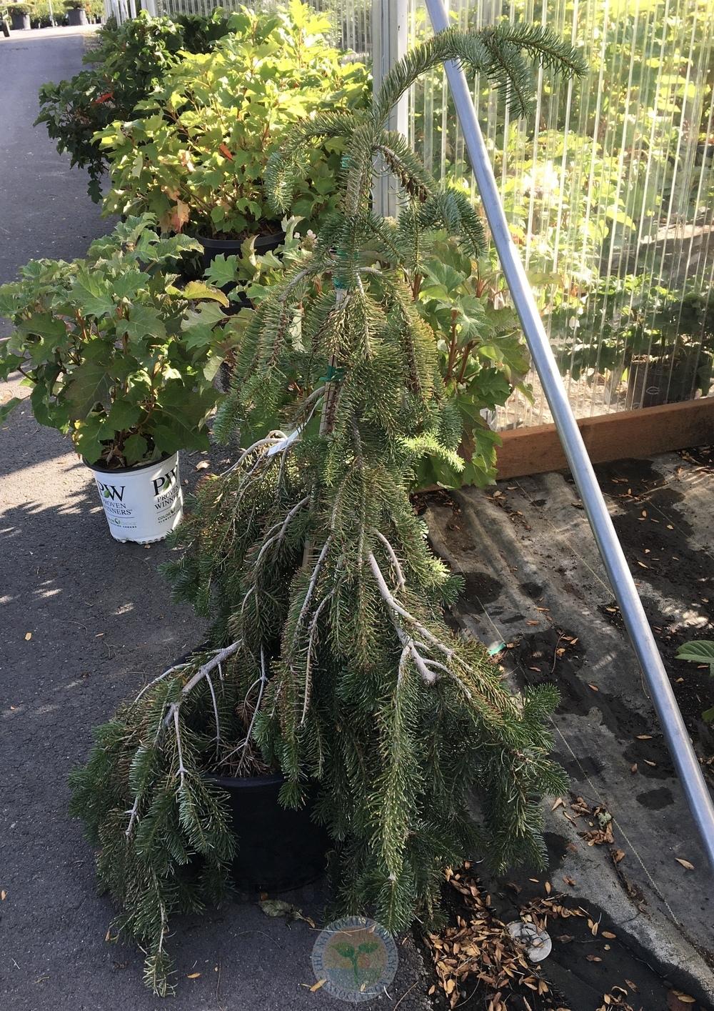 Nordmann Fir (Abies nordmanniana 'Pendula')