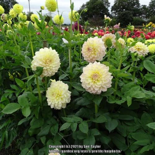 Dahlia &lsquo;Alloway Cottage&rsquo; in the Dahlias Database - Garden.org