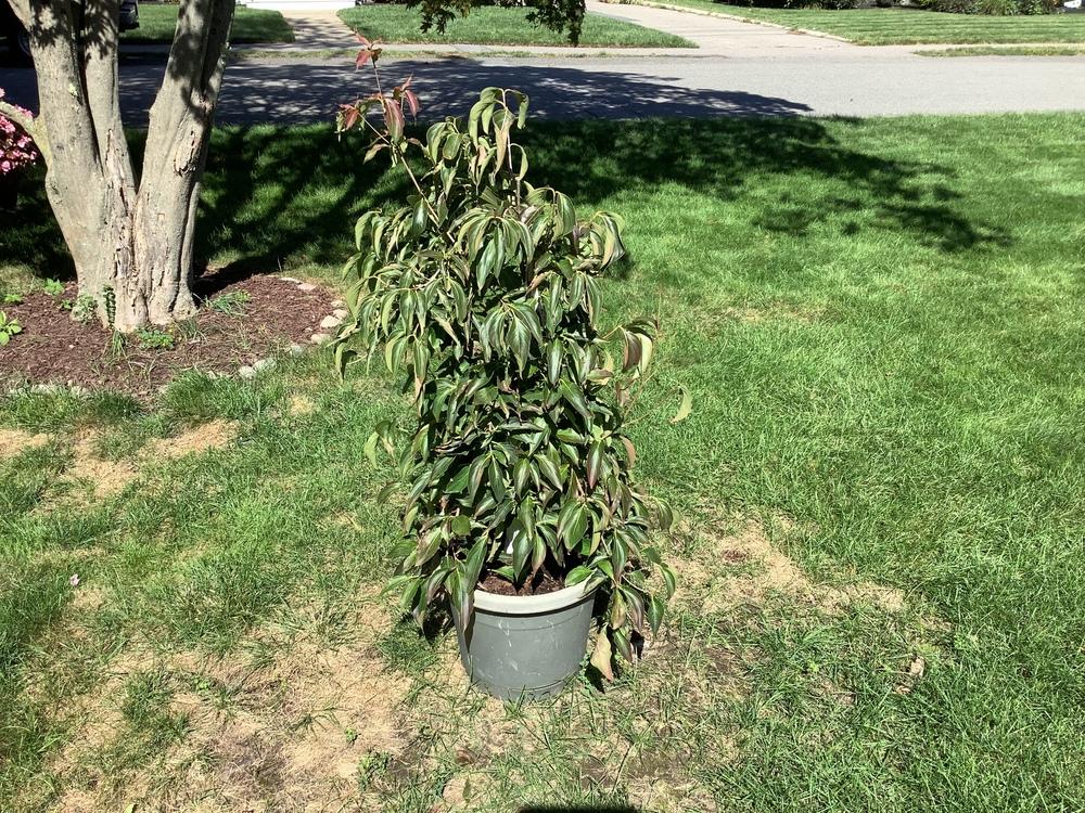 Pruning a Kousa Dogwood sapling ? in the Ask a Question forum