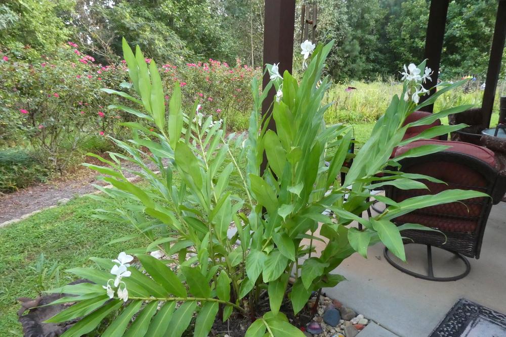 Photo of the entire plant of Butterfly Ginger (Hedychium coronarium) posted by LoriMT