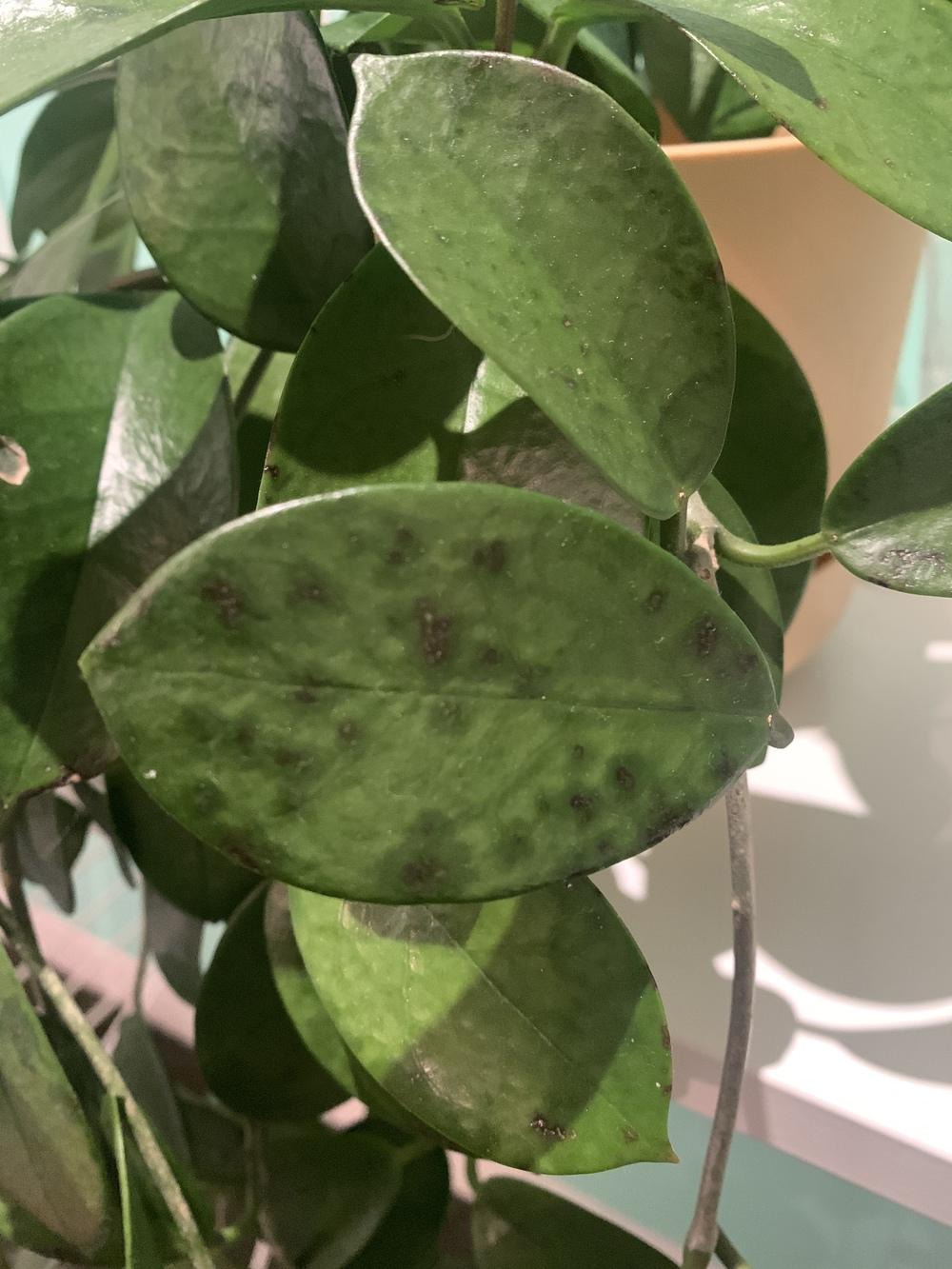 Black spots on Hoya leaves in the Ask a Question forum