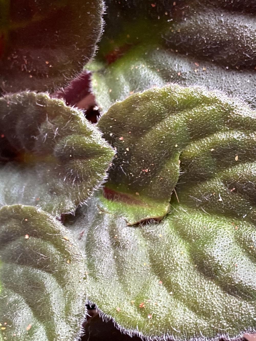 Orange specks on African violet in Top 10 List of Pests That Affect