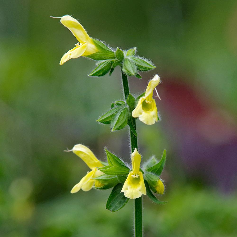 Japanese Yellow Sage (Salvia koyamae) in the Salvias Database