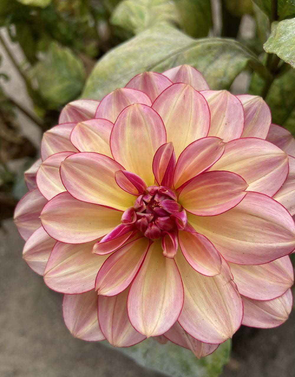 Dahlia 'Rawhide' in the Dahlias Database