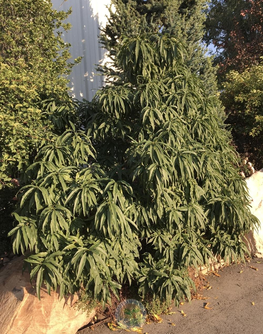 Nectarine (Prunus persica 'Necta Zee') in the Peaches Database