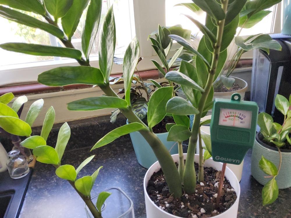 ZZ plant leaves light green in the Houseplants forum