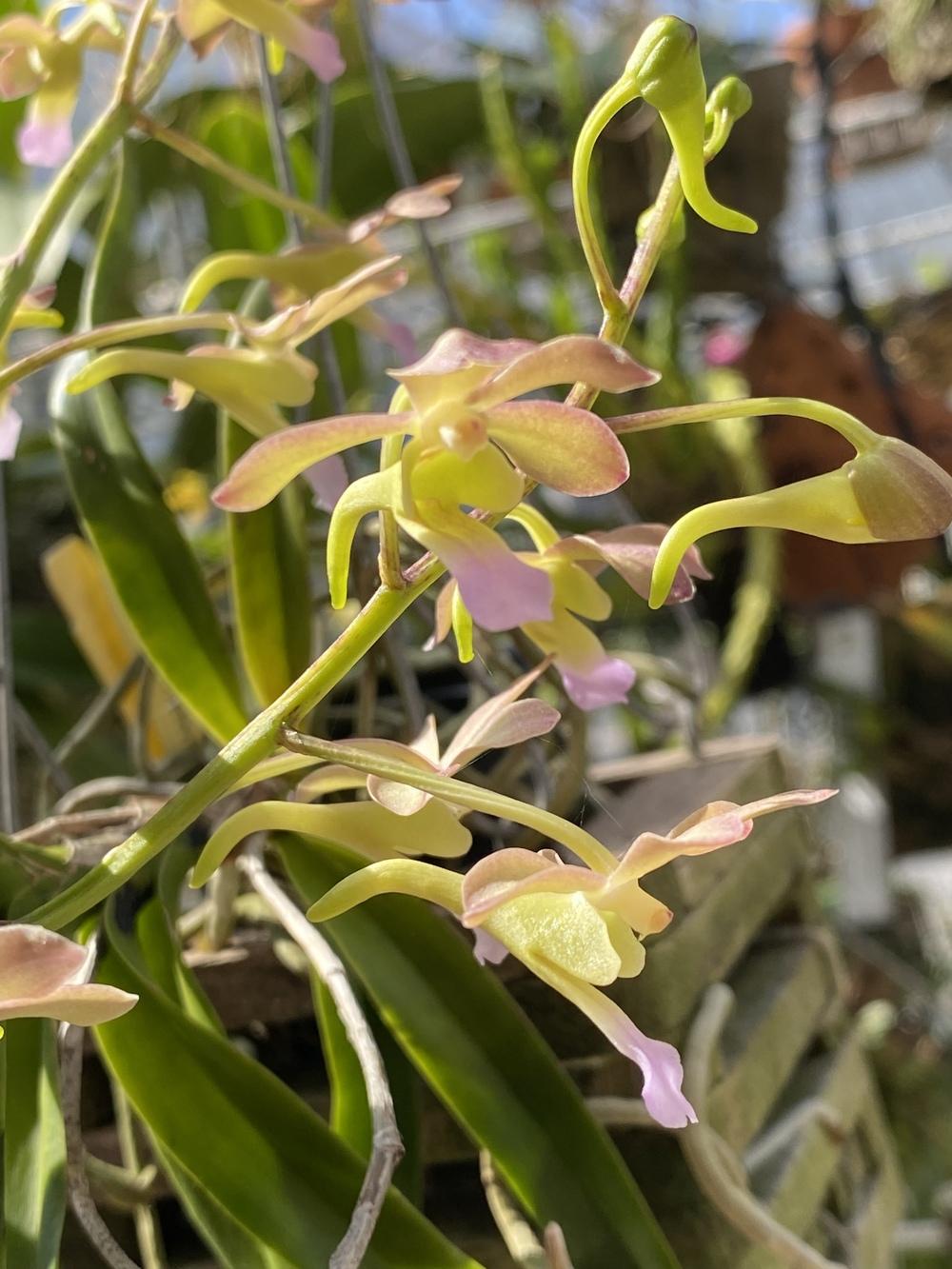 Photo of the bloom of Orchid (Vandachostylis Peach) posted by