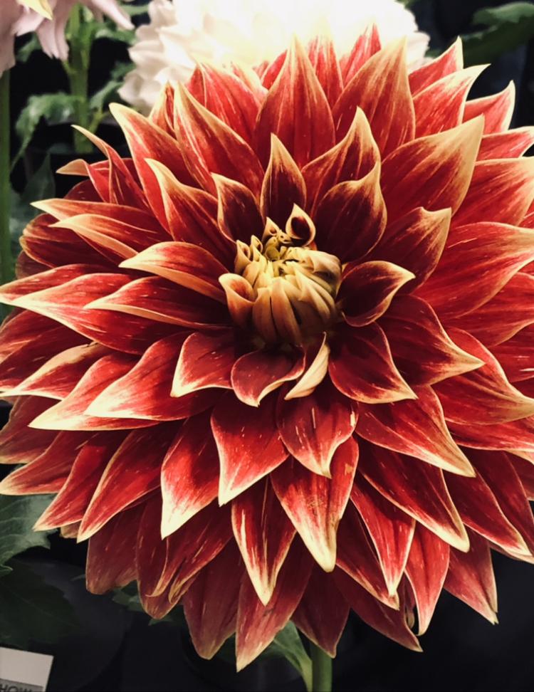 Photo of the bloom of Dahlia 'Ketchup & Mustard' posted by Lucichar