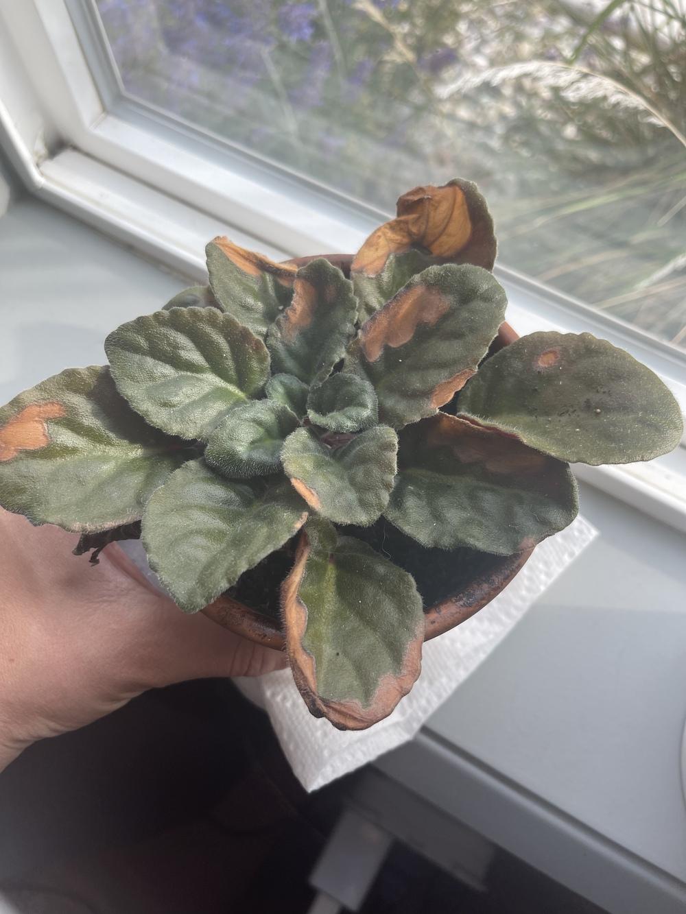 African Violet leaves turning yellow in the Ask a Question forum