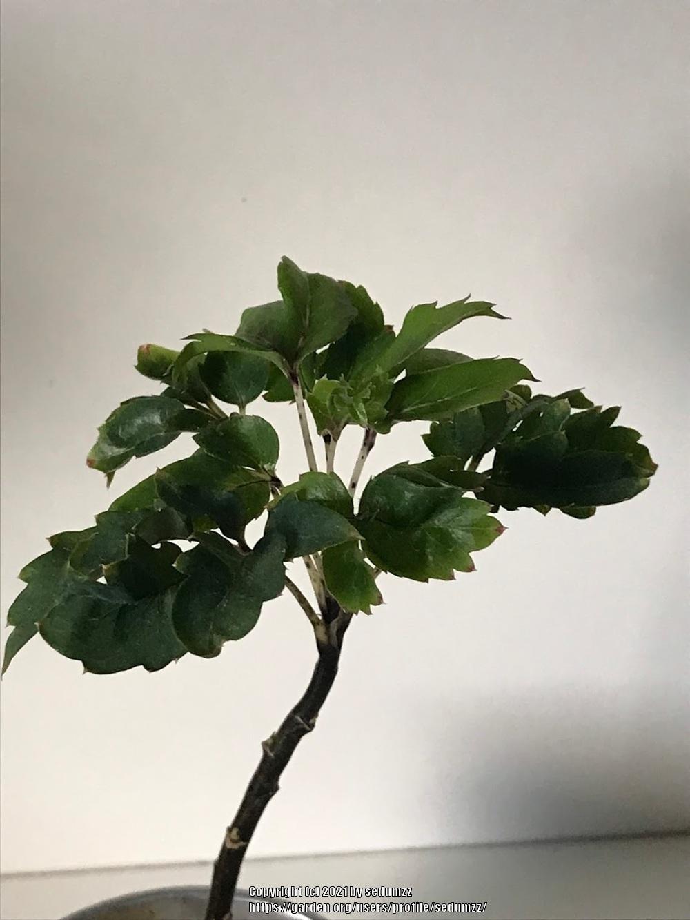 False Aralia (Plerandra elegantissima 'Olympia')