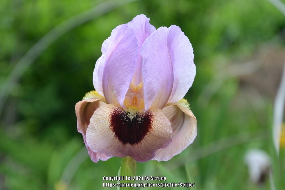 Photo of the bloom of Arilbred Iris (Iris 'Dubai') posted by Serjio