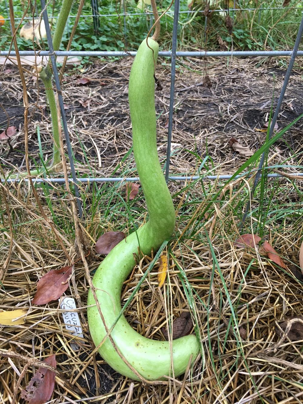Italian Edible Gourd (Lagenaria siceraria 'Cucuzzi')