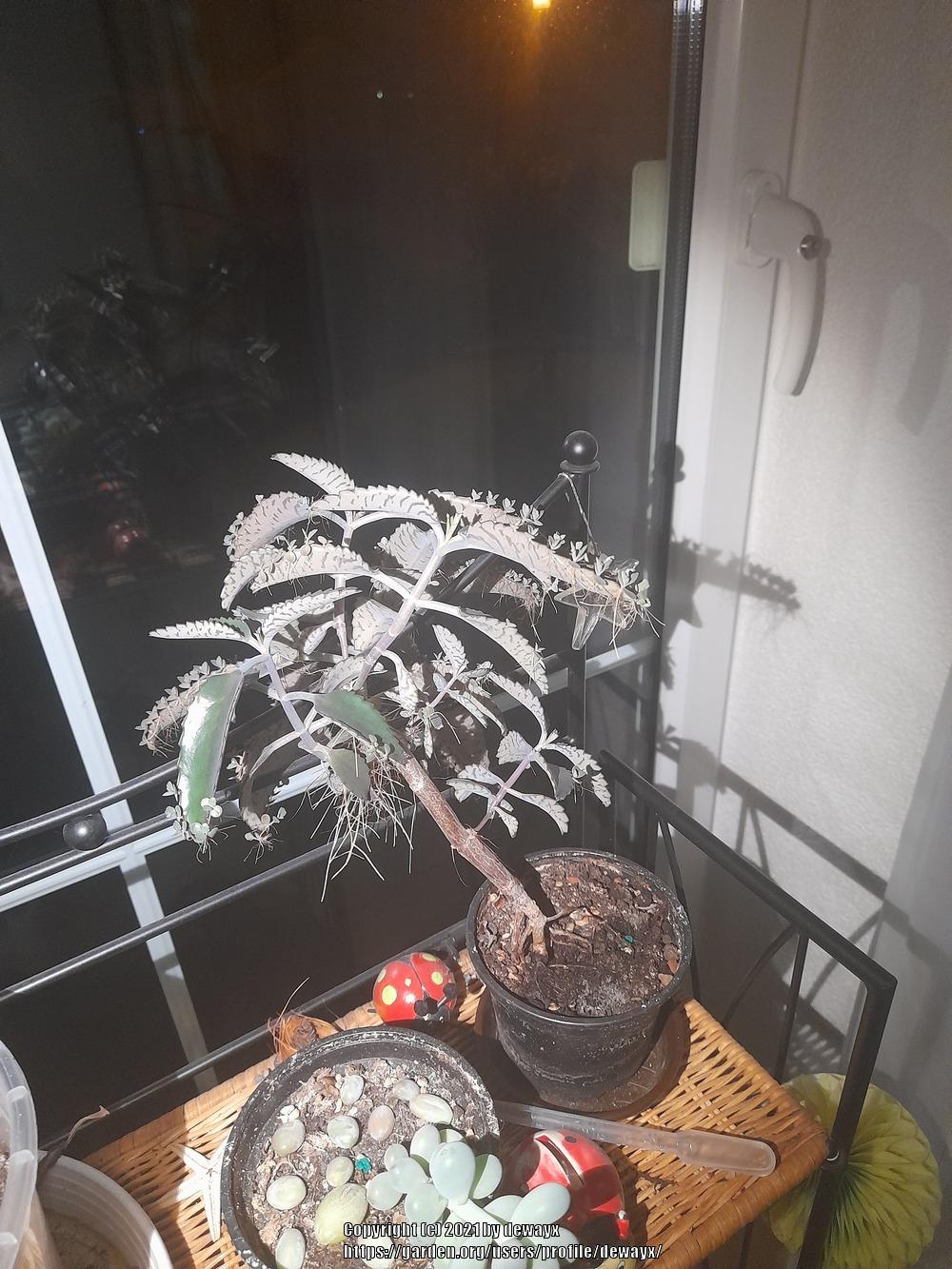 Kalanchoe Bonsai in the Cactus and Succulents forum