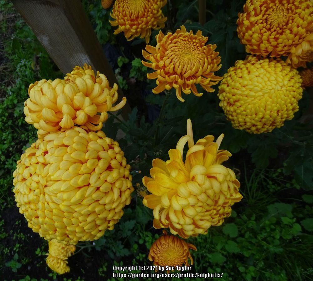 Photo of the bloom of EarlyFlowering Incurved Chrysanthemum