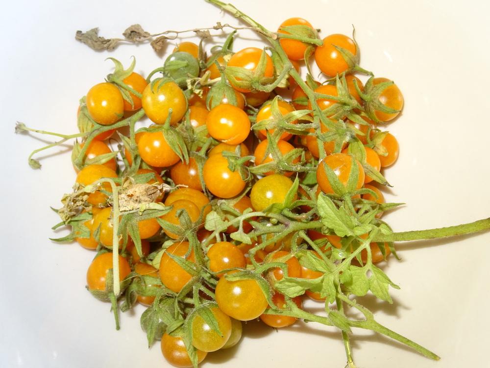 Galapagos Tomato (Solanum cheesmaniae)
