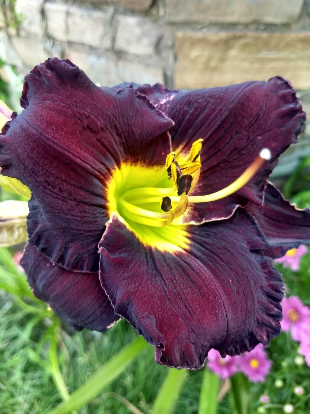 Daylily (Hemerocallis 'Paint It Black') in the Daylilies Database
