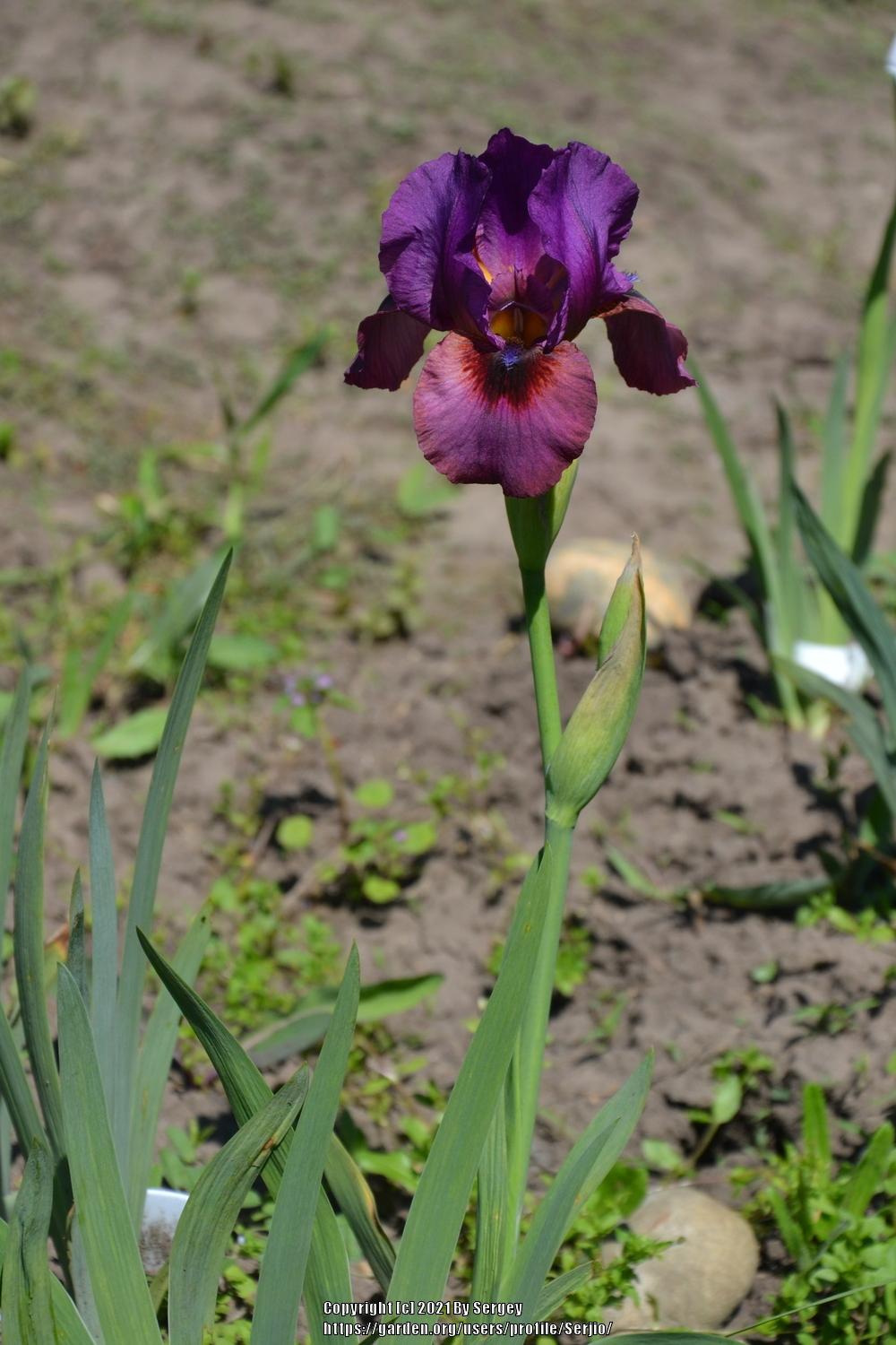 Photo of the bloom of Arilbred Iris (Iris 'Eye of the Storm') posted by
