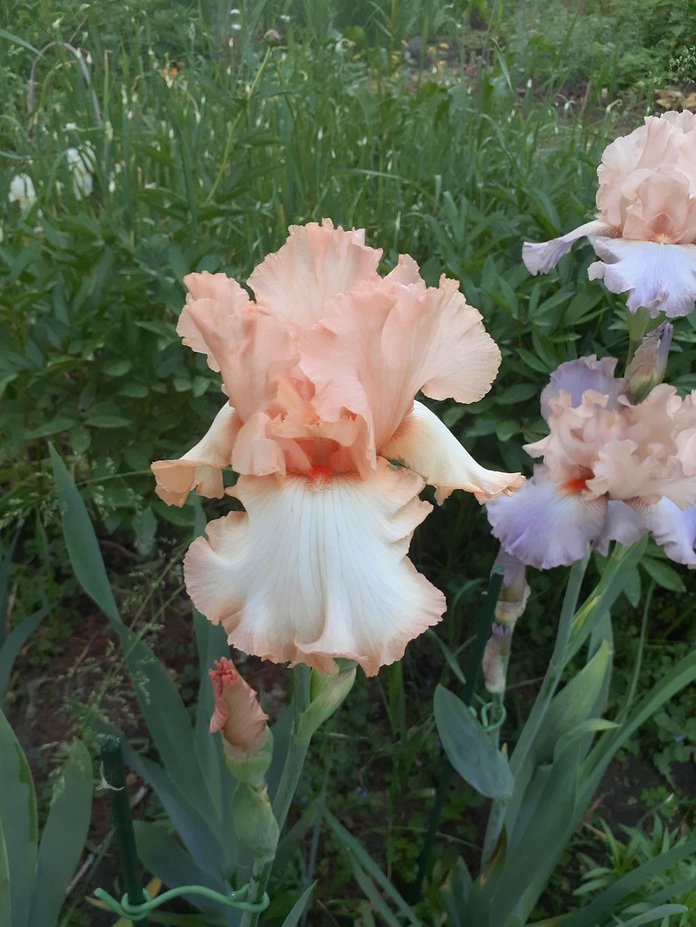 Photo of the bloom of Tall Bearded Iris (Iris ‘Barbara My Love’) posted